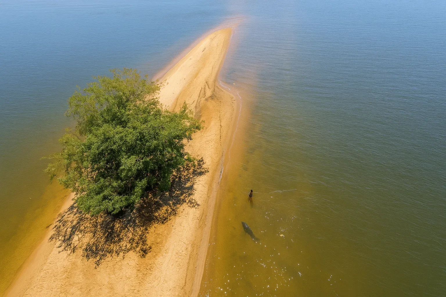 Um boto se aproxima de um banhista nas águas rasas do Lago dos Veados, em Luciara (MT).