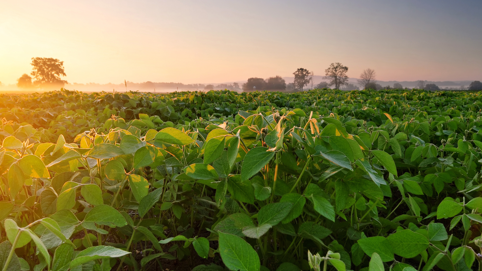 Em MT, onde o agro chegou, a pobreza recuou